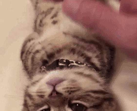 铲屎官发猫咪睡姿照,意外获得千万粉丝喜爱,小猫以睡觉而成名! 铲屎官发猫咪睡姿照,意外获得千万粉丝喜爱,小猫以睡觉而成名!