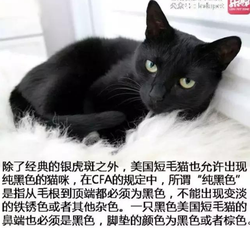 幽灵绅士——来自黑猫的魅惑