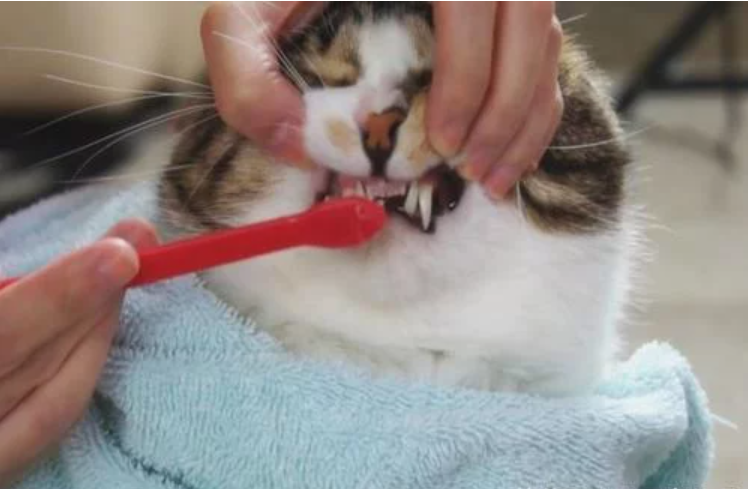 “第一次给我家猫咪刷牙,我被它骂了一晚上” “第一次给我家猫咪刷牙,我被它骂了一晚上”