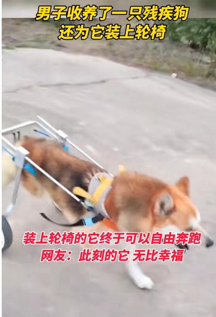 半身瘫痪狗狗坐上了轮椅,跑的也不慢 半身瘫痪狗狗坐上了轮椅,跑的也不慢