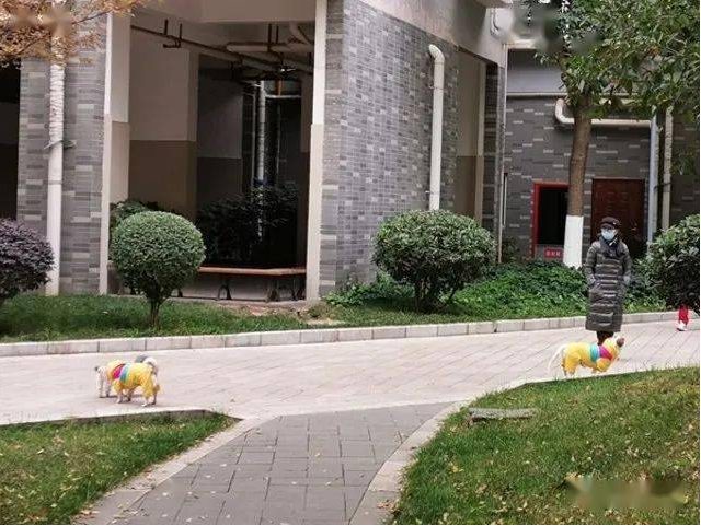 创文在行动 | 龙泉花园：呼吁住户文明养狗 共同打造和谐社区