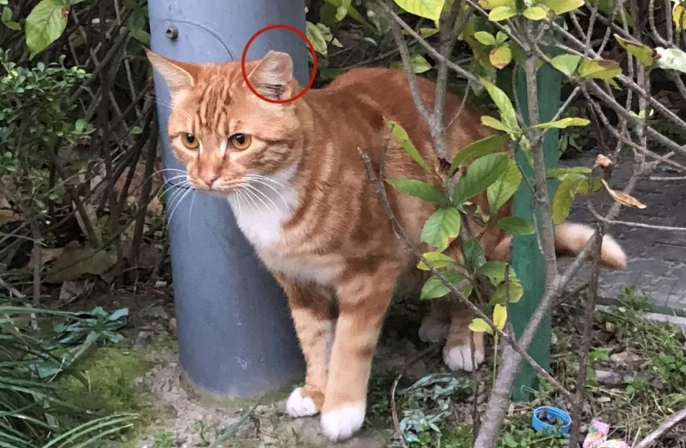 流浪猫问题怎么办?庄行镇想出了这个绝妙又可爱的做法!