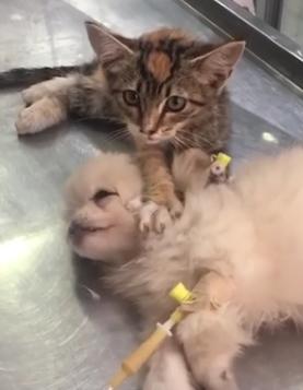 猫咪按摩狗狗的头,给予它安慰,医生看到后:这猫真是暖炸了! 猫咪按摩狗狗的头,给予它安慰,医生看到后:这猫真是暖炸了!