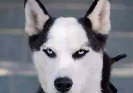 二哈和狼犬在家里争沙发，拉布拉多一脸懵圈，主人看后差点笑疯！