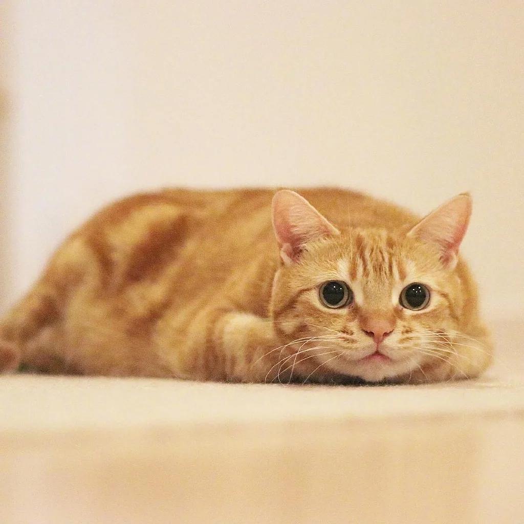主人出门2天,猫咪紧抱着她不肯放!橘猫都这么黏人吗? 主人出门2天,猫咪紧抱着她不肯放!橘猫都这么黏人吗?