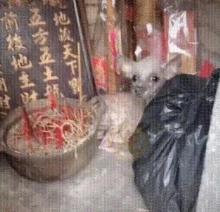 外表丑陋的流浪狗，骨瘦如柴，捡回家发现是名犬