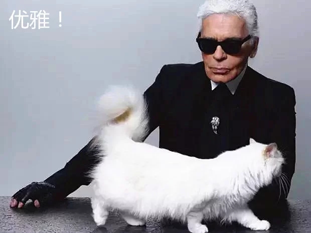 老佛爷去世,身价2亿的爱猫将继承遗产奢靡生活秒杀王可可 老佛爷去世,身价2亿的爱猫将继承遗产奢靡生活秒杀王可可