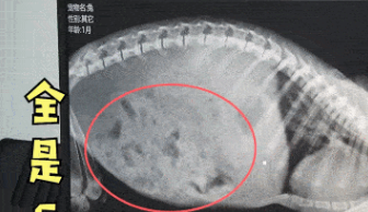 兔子养了2天奄奄一息，主人急忙送去医院，看完拍的片子定在原地