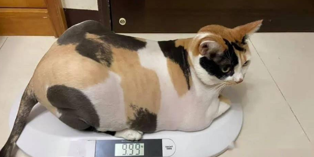 主人给猫咪洗澡，它竟伸爪拍打主人手并怒视：都说了先不要