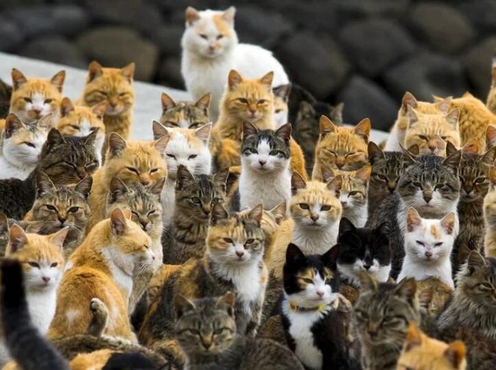 日本“猫岛”数量过5万的猫吃光岛上老鼠后，被迫学会下海捕鱼