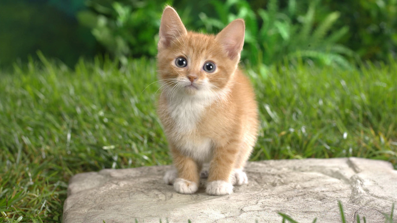 躺在血泊中的小猫被救后竟比大狗还凶!果然是谁带大的像谁啊~ 躺在血泊中的小猫被救后竟比大狗还凶!果然是谁带大的像谁啊~
