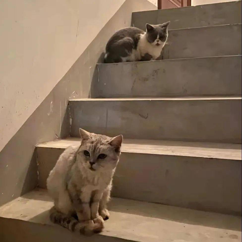 崇明李女士家价值万元的猫不见了……