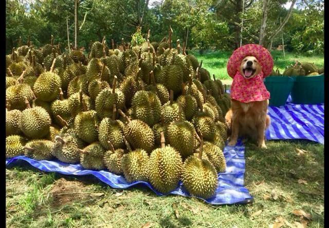 金毛帮主人卖榴莲，一卖就是7年销量上百万，还获得最佳笑容奖