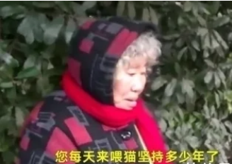 老人天天去公园,不锻炼却是来喂流浪猫:年轻人不养了都丢了! 老人天天去公园,不锻炼却是来喂流浪猫:年轻人不养了都丢了!