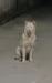 宠物犬路灯杆旁撒尿触电死亡谁担责_上海宠物犬便溺触电身亡，犬主向物业索赔！被认定均未尽义务