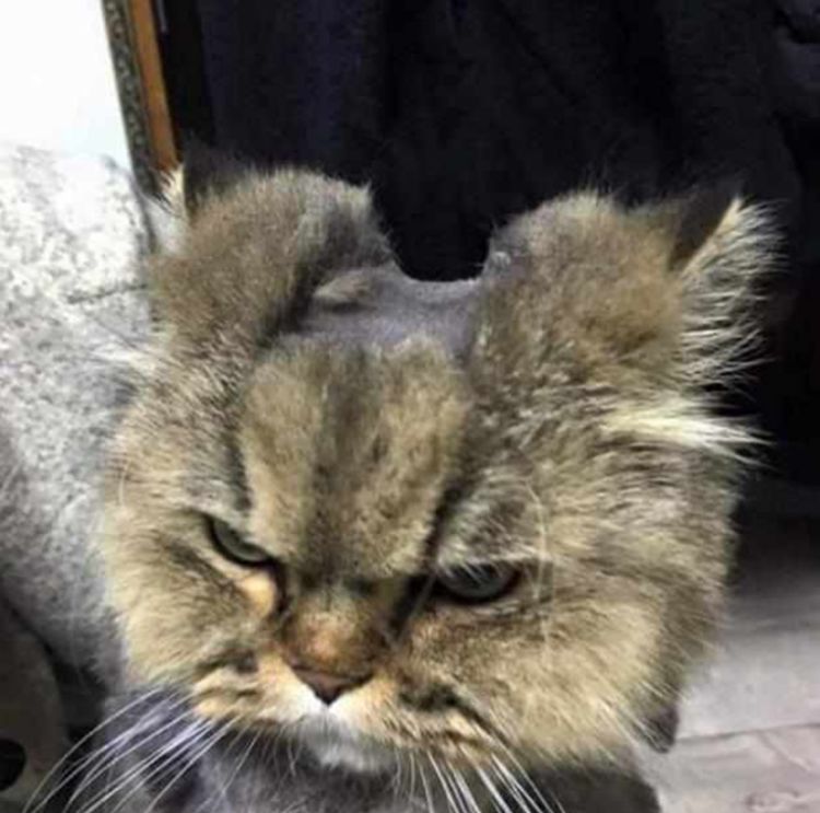 逗比主人帮猫咪剃毛,结果失手剃成这样,猫咪一个眼神能杀人 逗比主人帮猫咪剃毛,结果失手剃成这样,猫咪一个眼神能杀人