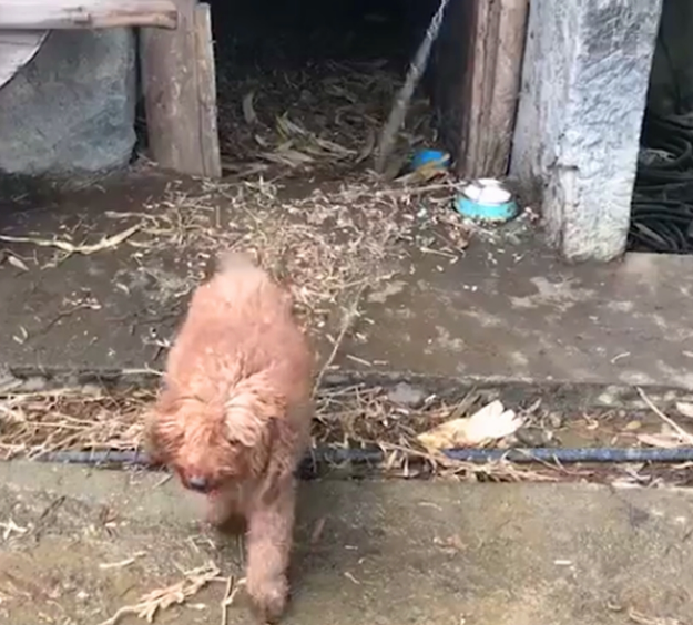 泰迪在农村被养成看家狗，憨壮老实，看到熟人还会摇尾巴……