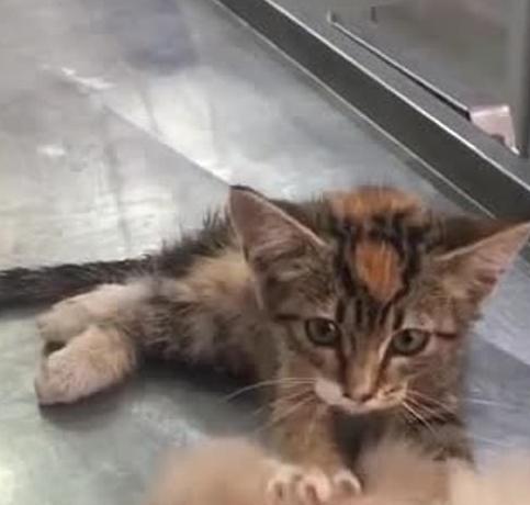 猫咪按摩狗狗的头,给予它安慰,医生看到后:这猫真是暖炸了! 猫咪按摩狗狗的头,给予它安慰,医生看到后:这猫真是暖炸了!