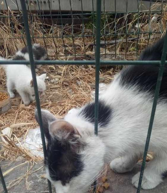 女子捡到一只流浪猫,几个月后却让她惊喜!猫咪:我本来就很美 女子捡到一只流浪猫,几个月后却让她惊喜!猫咪:我本来就很美