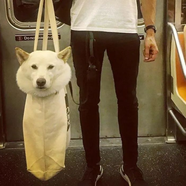 一波被主人装进袋子里的狗狗，委屈又可爱的样子……太搞笑了！