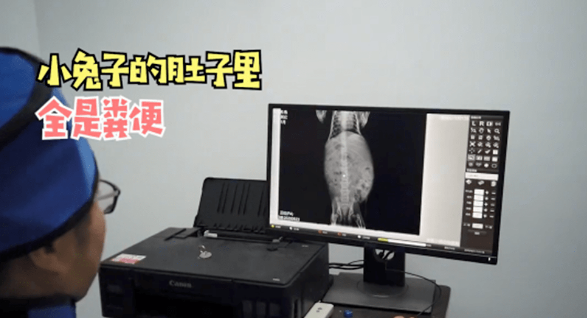 兔子养了2天奄奄一息，主人急忙送去医院，看完拍的片子定在原地
