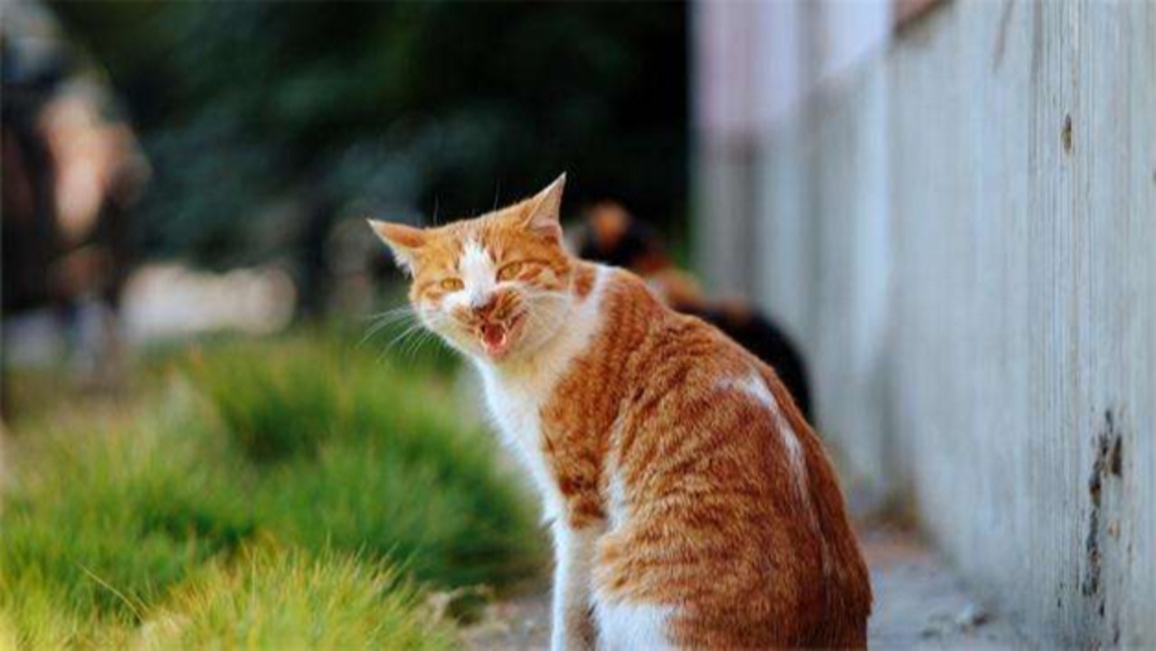 橘猫住在寺庙好几年,睡个午觉也能走红,天天“拜佛”还有了外号 橘猫住在寺庙好几年,睡个午觉也能走红,天天“拜佛”还有了外号
