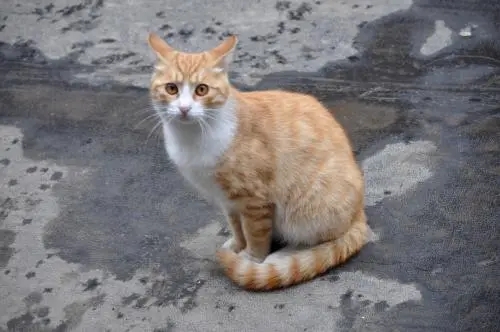 流浪猫躲在门口,偷看宠物猫,当看清它的眼神时,我哭了! 流浪猫躲在门口,偷看宠物猫,当看清它的眼神时,我哭了!