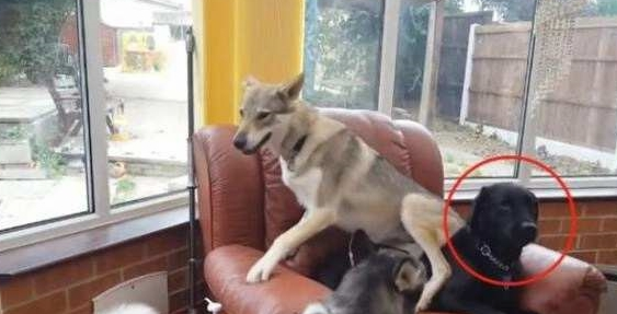二哈和狼犬在家里争沙发，拉布拉多一脸懵圈，主人看后差点笑疯！