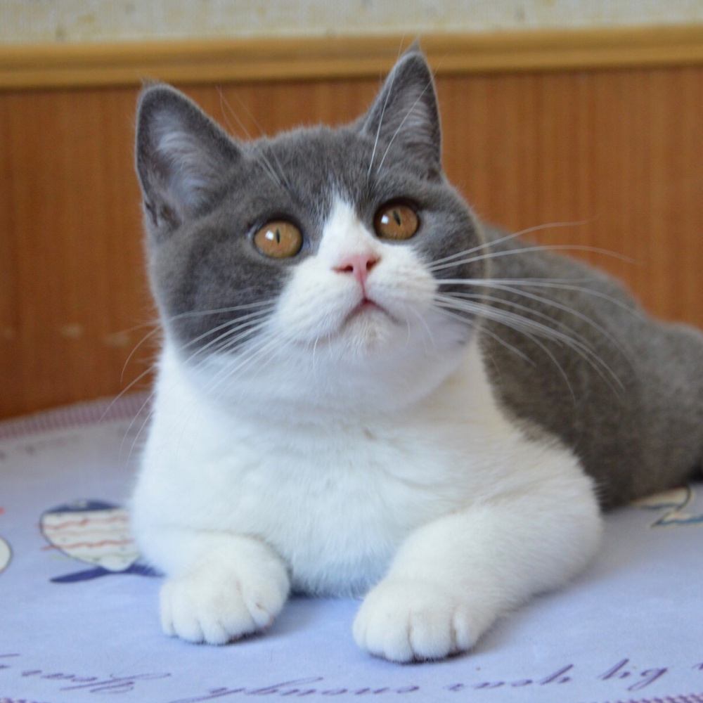 主人偶然间看了监控才知道，原来自己不在家时，猫咪是那么想念她