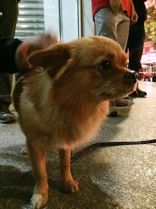 集市上一只狗子遭围观，看清样子后迷惑了：这货亲爹是谁？