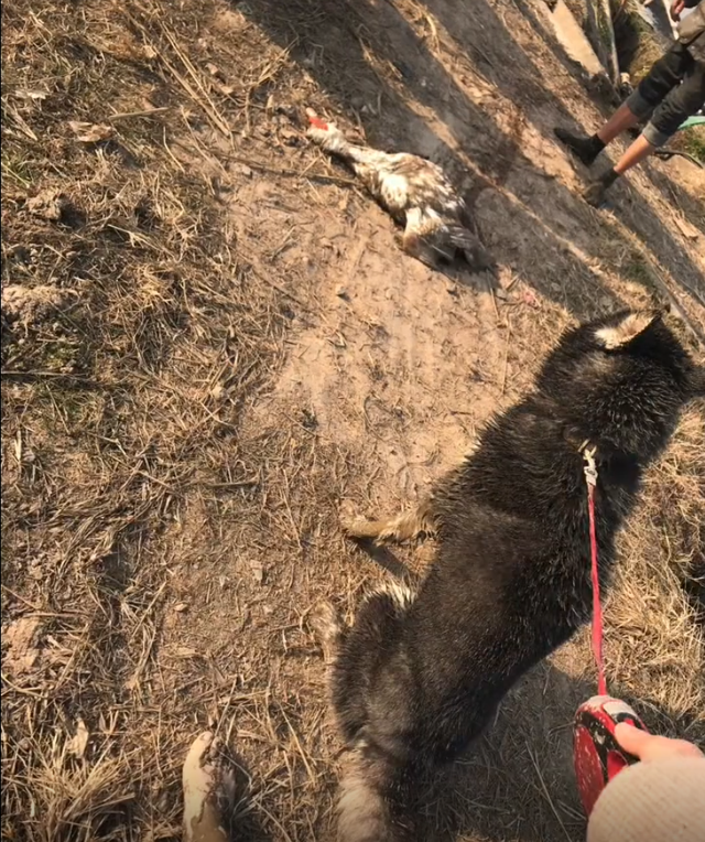 我的狗才回乡下半天，就给我耕了半亩地……