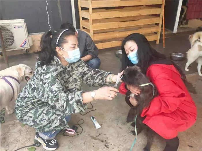 城市该如何文明养犬?宜宾人的“焦点”和“碰撞”在这些 城市该如何文明养犬?宜宾人的“焦点”和“碰撞”在这些