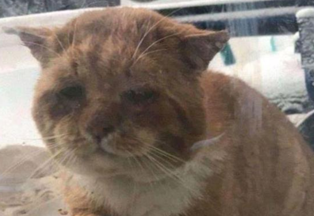 流浪猫大雪下敲窗求救,冻伤濒死才获好心人相助,猫:我快冻死了