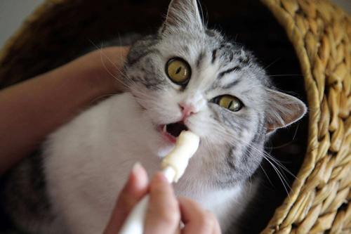 手机不小心掉到地上，猫咪赶忙跑过去，收获了几张奇怪的自拍