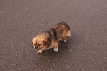 流浪狗被收养后以为能过上好日子,主人嫌它吵竟割掉声带 流浪狗被收养后以为能过上好日子,主人嫌它吵竟割掉声带