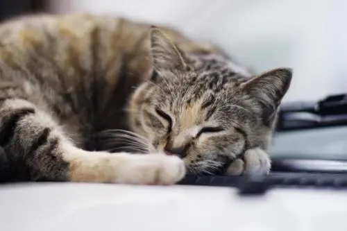 本打算领养奶猫,但幸亏工作人员“失误”带回只“凶狠老猫” 本打算领养奶猫,但幸亏工作人员“失误”带回只“凶狠老猫”