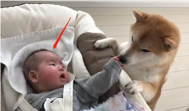 橘猫趴在那打盹,宝宝一口咬住了它的尾巴,妈妈看清后心放了下来 橘猫趴在那打盹,宝宝一口咬住了它的尾巴,妈妈看清后心放了下来