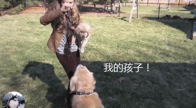 金毛宝宝被领养，结果它追出几百米远，狗妈：保护不了你了