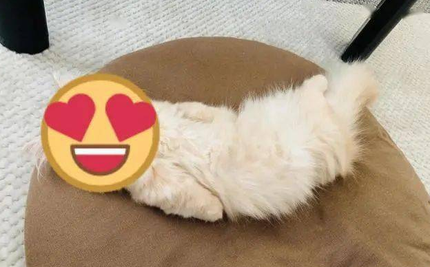 萌猫睡姿百百种，这画面让人真想埋进去深吸一口气啊！