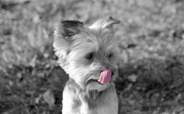 小孩接触狗身上长疙瘩 | 宝宝喜欢抱着狗玩，长了一身红疙瘩