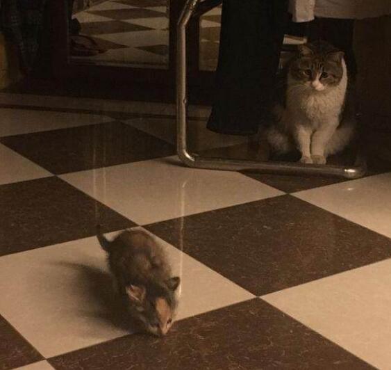 女子从外面捡回一只小奶猫,结果被流浪的橘猫跟踪了整整一晚上 女子从外面捡回一只小奶猫,结果被流浪的橘猫跟踪了整整一晚上
