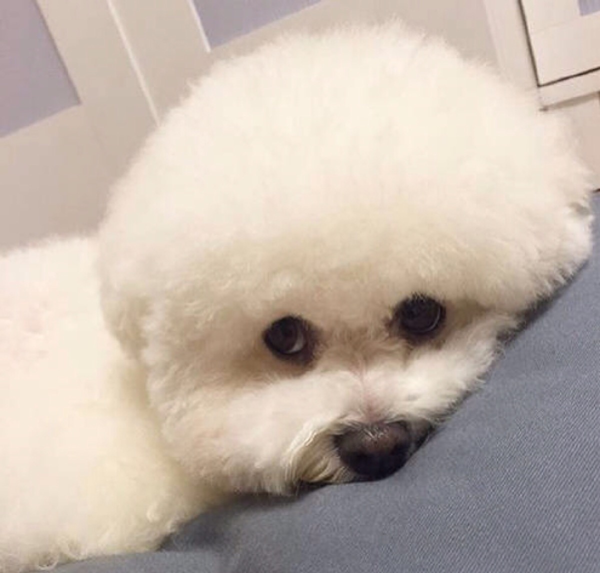 比熊犬每天都坚持运动，身体会变健康吗？
