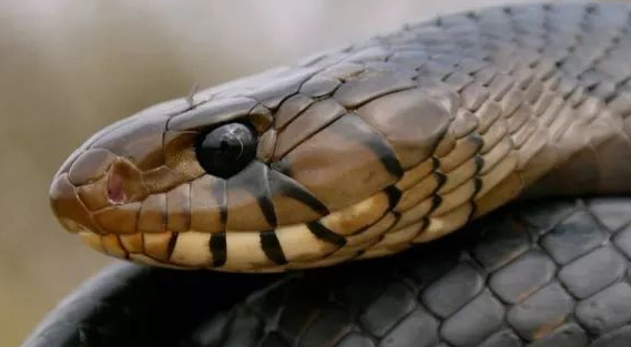 森林王蛇是有多威猛，虽然自己是无毒蛇，却可以捕杀剧毒响尾蛇