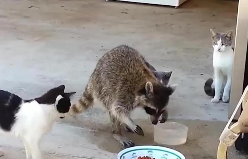 一只小浣熊偷食猫粮，还连吃带拿，吓得几只宠物猫都不敢反击