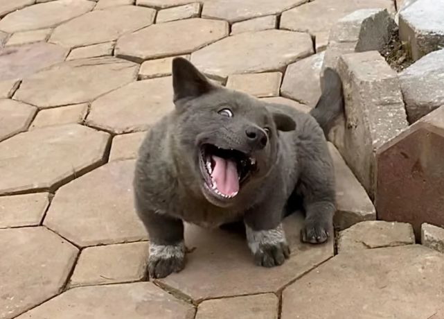 英子宠物|还记得这只长得像猫的狗吗?它长大了,身世之谜也被揭开了