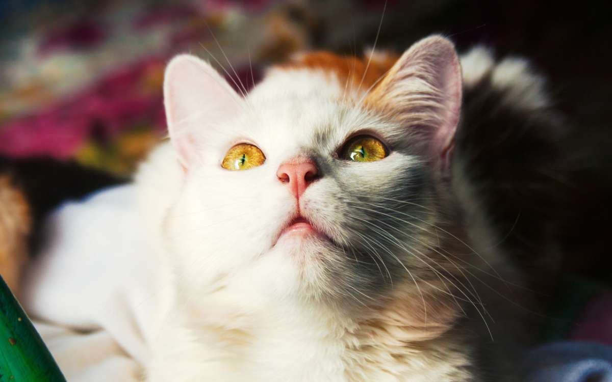 小奶猫看到主人盛饭,顺着大腿直接爬身上,猫:给我也吃一口呗?