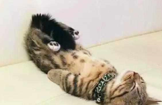 铲屎官发猫咪睡姿照,意外获得千万粉丝喜爱,小猫以睡觉而成名! 铲屎官发猫咪睡姿照,意外获得千万粉丝喜爱,小猫以睡觉而成名!