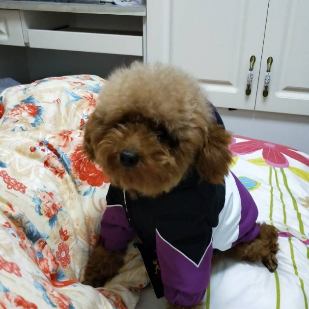 可爱的泰迪犬深受主人的眷顾,当说起它的经历时,人们都心酸了 可爱的泰迪犬深受主人的眷顾,当说起它的经历时,人们都心酸了