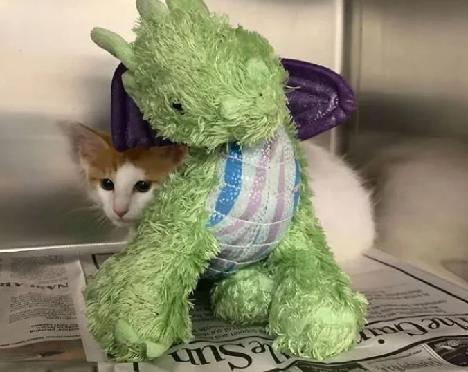 小猫咪要做绝育，主人给它一个玩具陪着，结果医生把玩具也绝育了