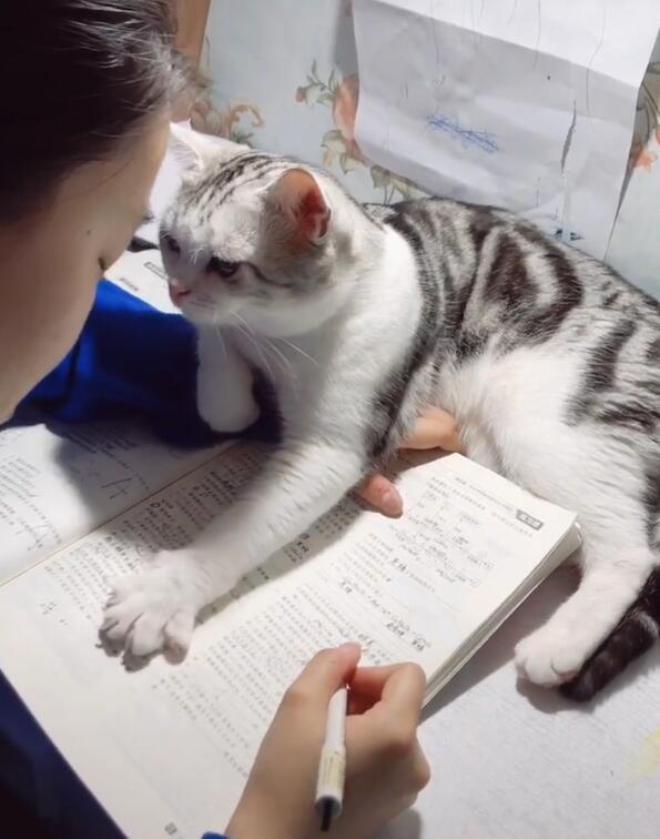 猫咪监督小主人写作业,孩子一抬头它就出手,网友:敬业 猫咪监督小主人写作业,孩子一抬头它就出手,网友:敬业